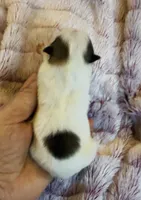 Maggie May, a female Pomeranian for sale in Redding, CA – Photo 3 of 10