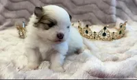 Maggie May, a female Pomeranian for sale in Redding, CA – Photo 8 of 10