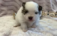 Maggie May, a female Pomeranian for sale in Redding, CA – Photo 5 of 10