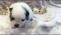 Maggie May, a female Pomeranian for sale in Redding, CA – Photo 2 of 10