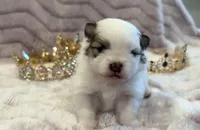 Maggie May, a female Pomeranian for sale in Redding, CA – Photo 1 of 10