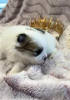 Maggie May, a female Pomeranian for sale in Redding, CA – Photo 7 of 10