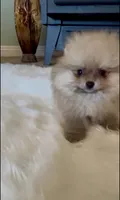 Gelato, a male Pomeranian for sale in Redding, CA – 1 of 10