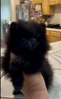 Shasta, a female Pomeranian for sale in Redding, CA – 9 of 10