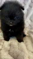 Trinity, a female Pomeranian for sale in Redding, CA – 4 of 10