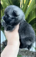 Nick, a male Pomeranian for sale in Redding, CA – 6 of 10