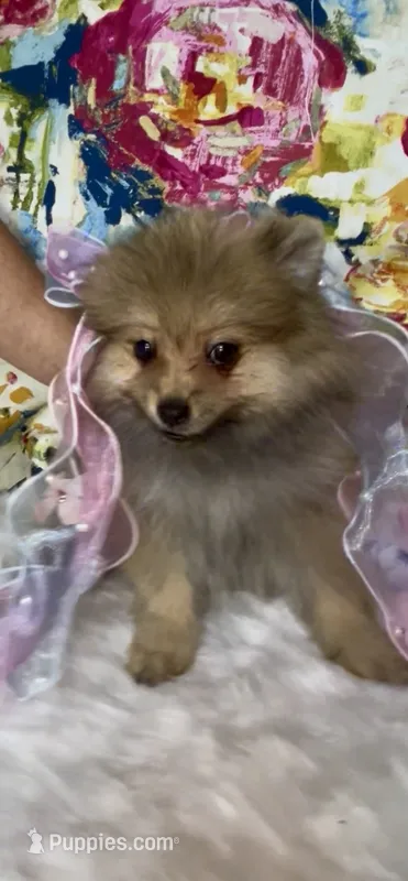 Biscotti – Pomeranian puppy for sale in Redding, CA