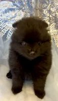 Morticia, a female Pomeranian for sale in Redding, CA – 6 of 10