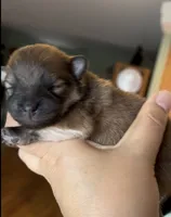 Sapphire, a female Pomeranian for sale in Redding, CA – 1 of 10