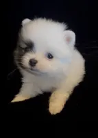 Joey, a male Pomeranian for sale in Redding, CA – 2 of 10