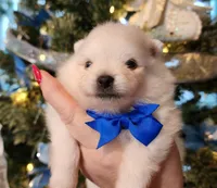 Frosty, a male Pomeranian for sale in Redding, CA – Photo 2 of 10