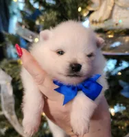 Frosty, a male Pomeranian for sale in Redding, CA – Photo 6 of 10