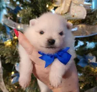 Frosty, a male Pomeranian for sale in Redding, CA – Photo 3 of 10