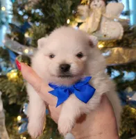 Frosty, a male Pomeranian for sale in Redding, CA – Photo 1 of 10