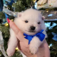 Frosty, a male Pomeranian for sale in Redding, CA – Photo 7 of 10