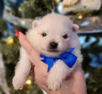 Frosty, a male Pomeranian for sale in Redding, CA – Photo 9 of 10