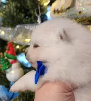 Frosty, a male Pomeranian for sale in Redding, CA – Photo 10 of 10
