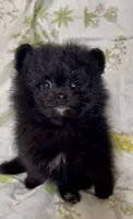 Trinity, a female Pomeranian for sale in Redding, CA – 8 of 10