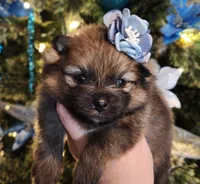Sugar Plum, a female Pomeranian for sale in Redding, CA – Photo 8 of 9