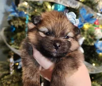 Sugar Plum, a female Pomeranian for sale in Redding, CA – Photo 5 of 9