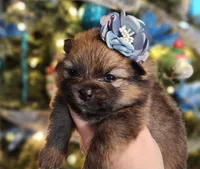 Sugar Plum, a female Pomeranian for sale in Redding, CA – Photo 9 of 9