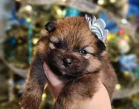 Sugar Plum, a female Pomeranian for sale in Redding, CA – Photo 6 of 9