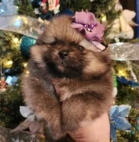 Sugar Plum, a female Pomeranian for sale in Redding, CA – Photo 2 of 9