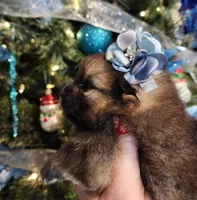 Sugar Plum, a female Pomeranian for sale in Redding, CA – Photo 7 of 9