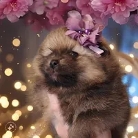 Sugar Plum, a female Pomeranian for sale in Redding, CA – Photo 1 of 9