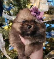 Sugar Plum, a female Pomeranian for sale in Redding, CA – Photo 3 of 9