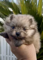 Gelato, a male Pomeranian for sale in Redding, CA – 1 of 10