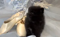Shasta, a female Pomeranian for sale in Redding, CA – 2 of 10