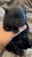 Shimmy, a male Pomeranian for sale in Redding, CA – 10 of 10