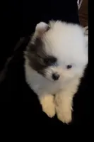 Joey, a male Pomeranian for sale in Redding, CA – 10 of 10