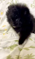 Trinity, a female Pomeranian for sale in Redding, CA – 4 of 10