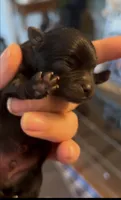 Shimmy, a male Pomeranian for sale in Redding, CA – 3 of 10