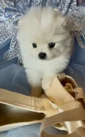 Blossom , a female Pomeranian for sale in Redding, CA – 7 of 10