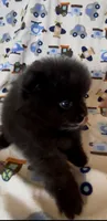 Gomez, a male Pomeranian for sale in Redding, CA – 8 of 10