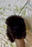 Wednesday , a female Pomeranian for sale in Redding, CA – 6 of 8