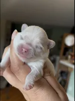 Blossom , a female Pomeranian for sale in Redding, CA – 3 of 10