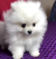 Mojito, a male Pomeranian for sale in Redding, CA – Photo 2 of 10