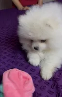 Mojito, a male Pomeranian for sale in Redding, CA – Photo 9 of 10