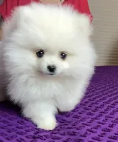 Mojito, a male Pomeranian for sale in Redding, CA – Photo 3 of 10