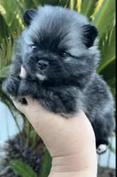 Nick, a male Pomeranian for sale in Redding, CA – 4 of 10