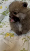 Tiramisu, a female Pomeranian for sale in Redding, CA – 4 of 10