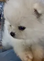 Blossom , a female Pomeranian for sale in Redding, CA – 5 of 10