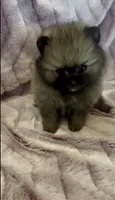 Six, a female Pomeranian for sale in Redding, CA – 2 of 10