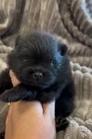 Shimmy, a male Pomeranian for sale in Redding, CA – 5 of 10
