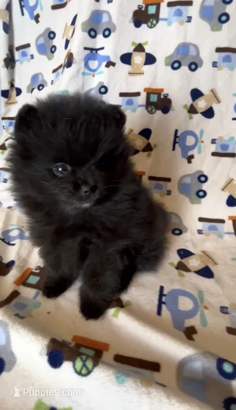 Gomez – Pomeranian puppy for sale in Redding, CA