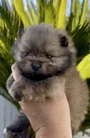 Biscotti, a female Pomeranian for sale in Redding, CA – 7 of 10